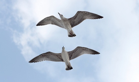 Zwei Möwen im Flug über der Ostsee